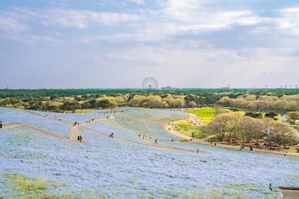 iStock-Hitachi-Seaside-Park-ibaraki-Koichi.jpg